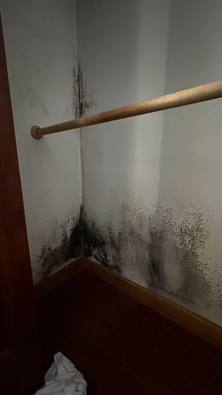 Visible growth spreading across an interior wall finish