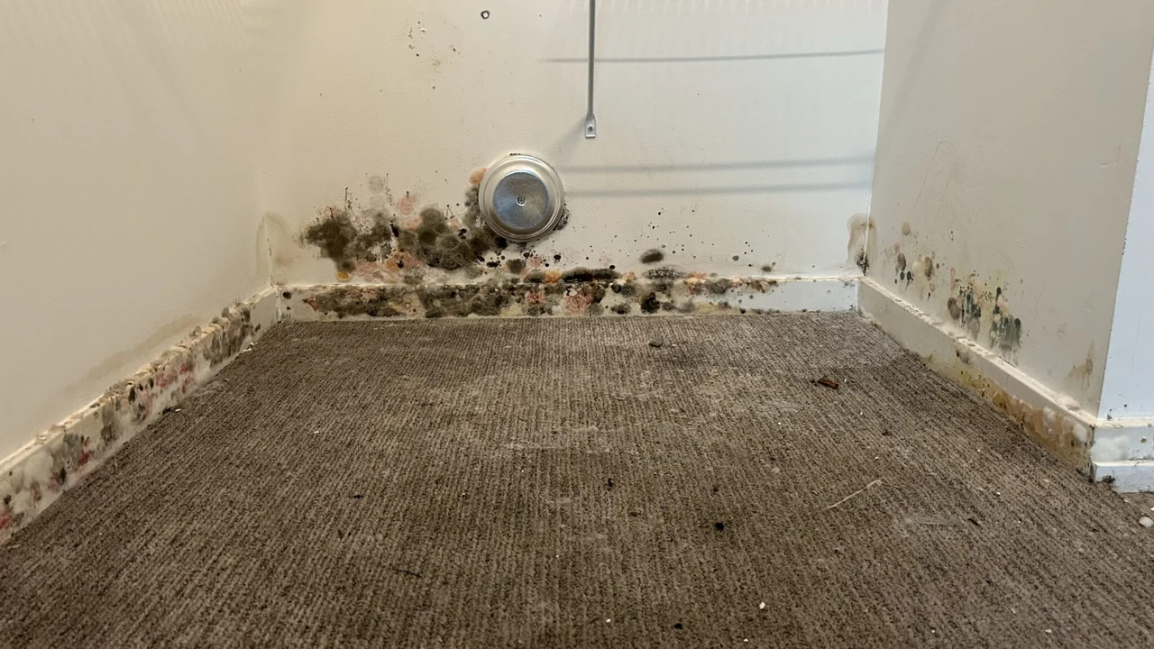 Visible mould along a wall and baseboard junction